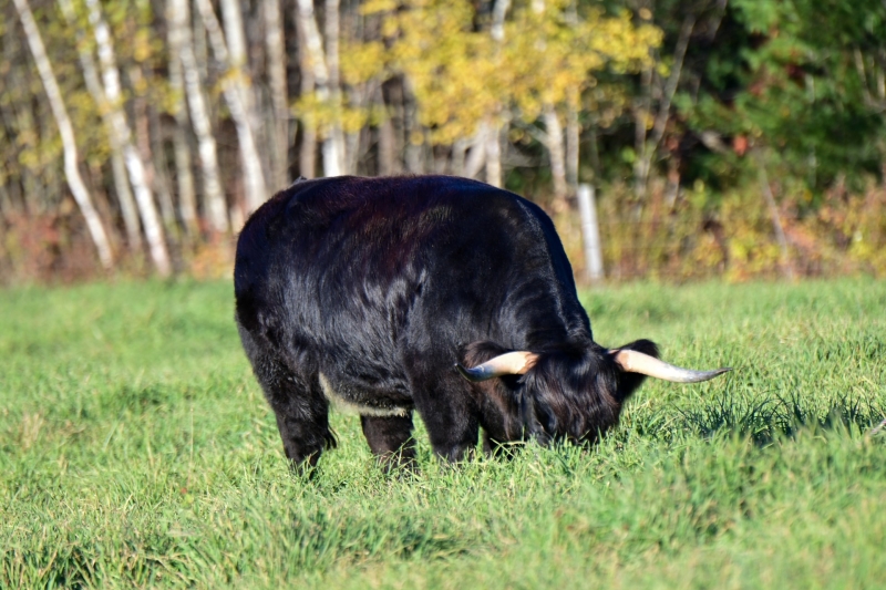 STR Black Pearl STR Black Pearl